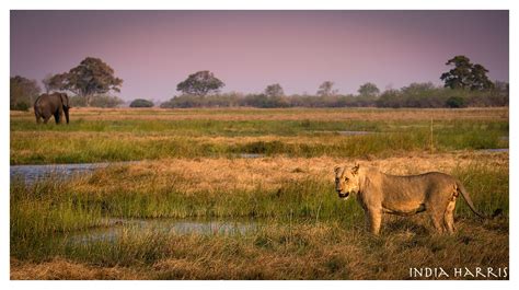 Safari Photography | indiaharrisdotcom