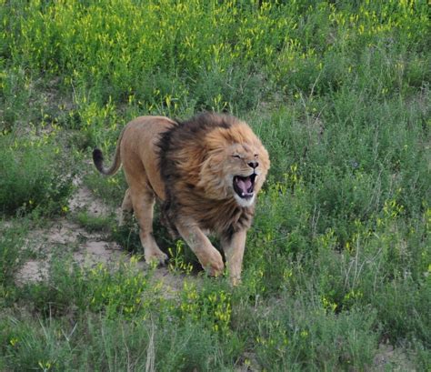 hear  roar  beautiful male lion   born  flickr