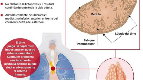 El Timo La Gl Ndula De La Salud Y De La Inmunidad