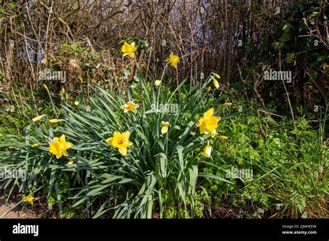 Bright Yellow Daffodil Growing And Flowering In A Devon Hedge Stock