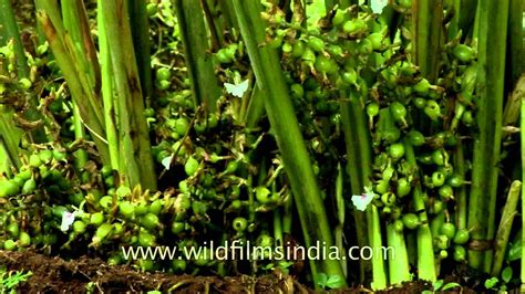 Fruit Of Cardamom Plant Youtube