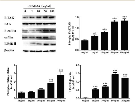 Figure From The Role Of Semaphorin A And Its Receptor Plexin C In