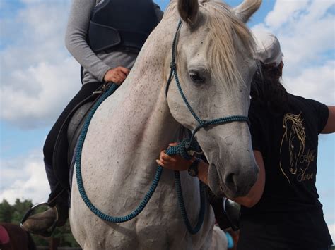 Zaliczenie Praca w Siodle Poziom 1 AH Szkoła Alfa Horse Psychologia