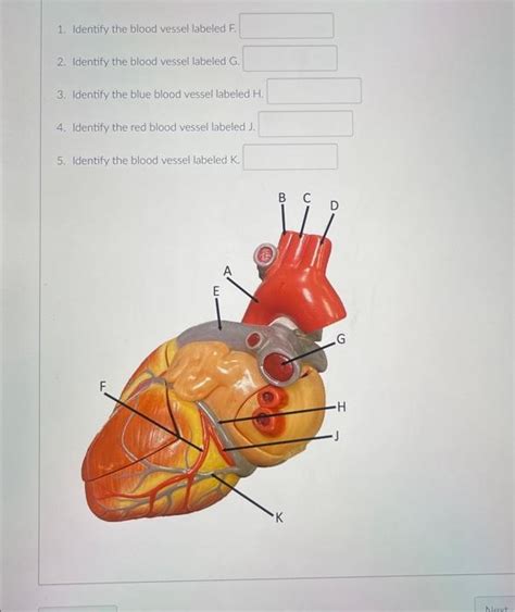 Solved Identify The Blood Vessel Labeled F Identify Chegg