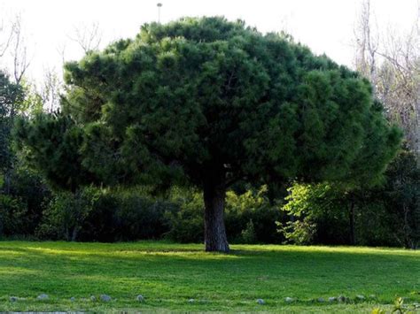 Pin Cembro Pin Apprivois En Pot Pinus Pinea Plantamus P Pini Re En