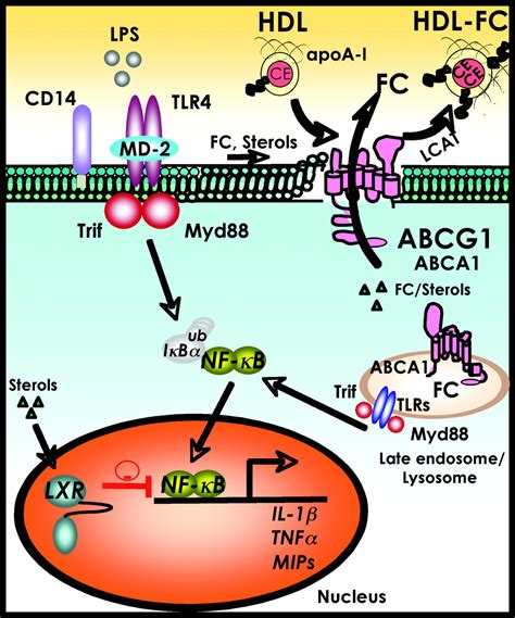 Role Of Hdl Abca1 And Abcg1 Transporters In Cholesterol Efflux And