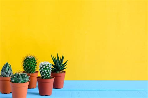 Cactos Dicas Infal Veis Para Cultivar E Usar Na Decora O