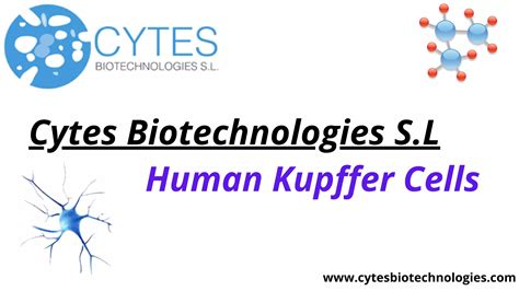 Human Kupffer Cells Cytes Biotechnologies S L Ppt