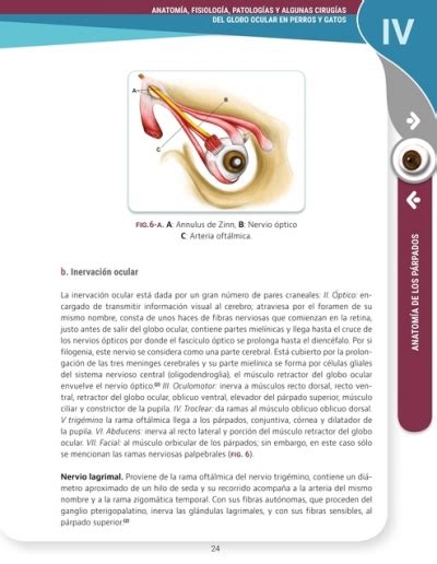 Anatom A Fisiol Gia Patolog As Y Algunas Cirug As Del Globo Ocular En