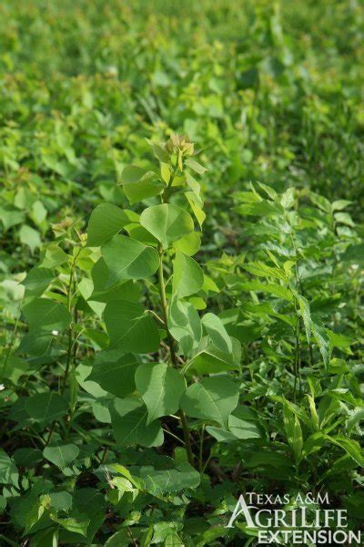 Plants of Texas Rangelands » Chinese tallow tree