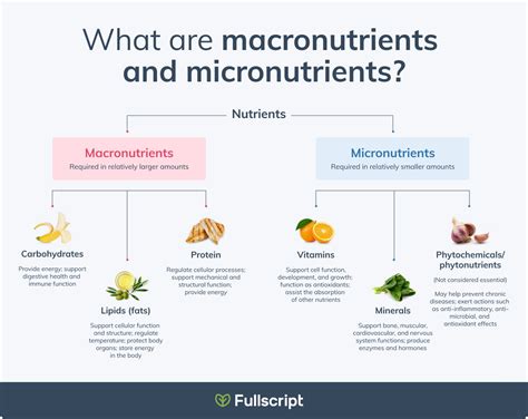 Requirements For Macronutrients And Micronutrients Are Higher