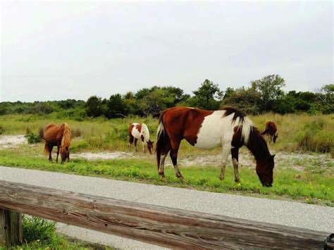 Wild horses grazing on Assateague Island | Smithsonian Photo Contest | Smithsonian Magazine