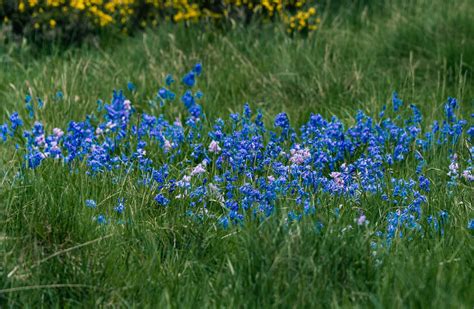 Campanillas Flores Hierba Foto Gratis En Pixabay Pixabay