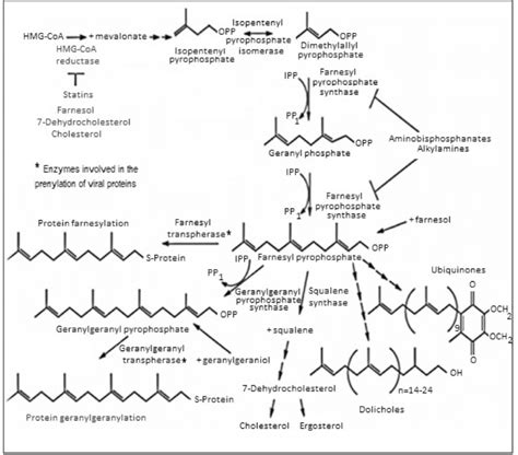 Mevalonate Pathway And Stages Of Isoprenoid Synthesis Opp Download Scientific Diagram