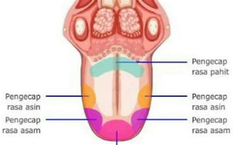 Indra Pengecap 263