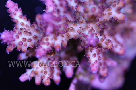 Acropora Loripes Frag Box Corals