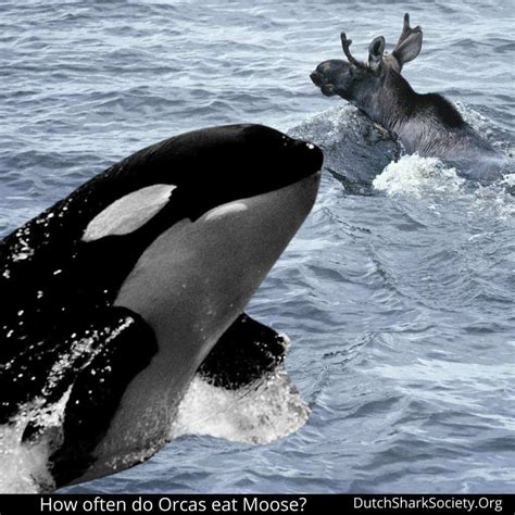 Do Orca Killer Whales Eat Moose Dutch Shark Society