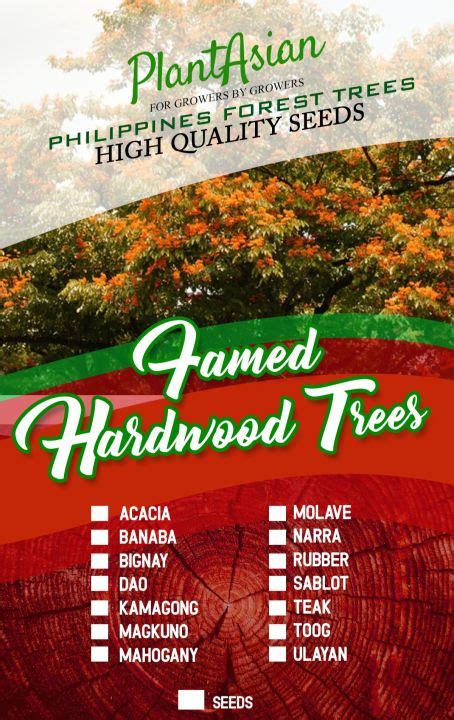 KAMAGONG TREE SEEDS 3 PCS | Lazada PH