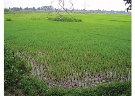 ️ Pictures Of Crops Grown In India Food Plants And Agriculture Stock