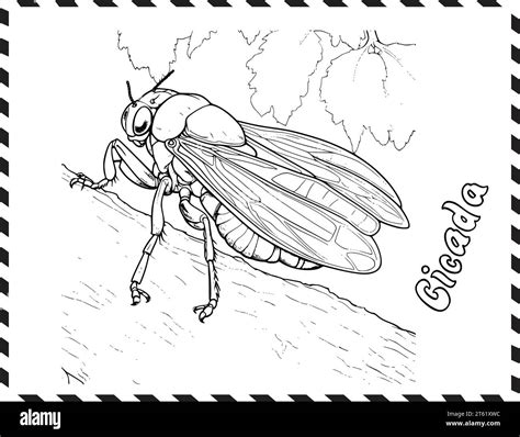 Cicada Coloring Page For Kids Stock Vector Image And Art Alamy