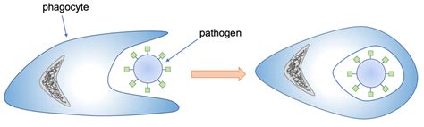 Phagocyte Diagram Gcse