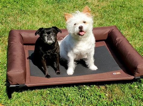 Best Elevated Dog Beds Vetstreet Vetstreet