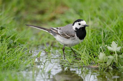 Pied Wagtail | Bird Identification Guide |Bird Spot