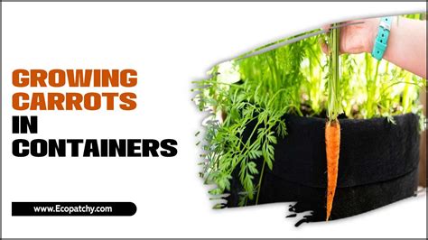 Growing Carrots In Containers The Process In Detailed Steps