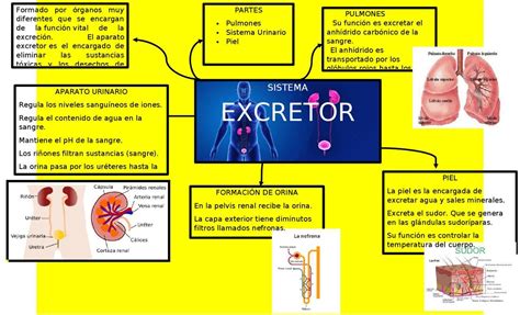 El Aparato Excretor Mapa Conceptual El Aparato Excretor Mapa Porn The