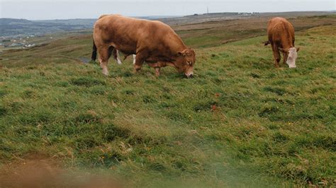 9 Best Practices In Pasture Management For Cattle To Maximizing Productivity Magnolia Trace Farm