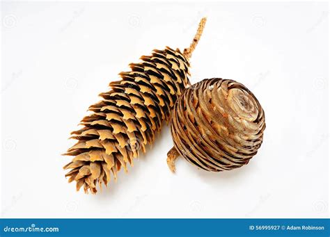 Pair Of Pine Cones Stock Photo Image 56995927