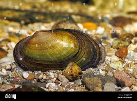 Common River Mussel Common Central European River Mussel Unio Crassus