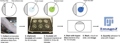 Staphylococcal Corneocyte Adhesion Assay Optimization And Roles Of Aap