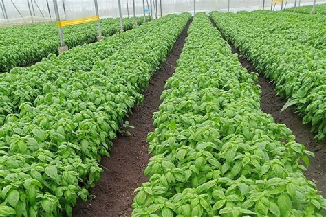 Best Wholesale Fresh Herbs Supplier Frutplanet