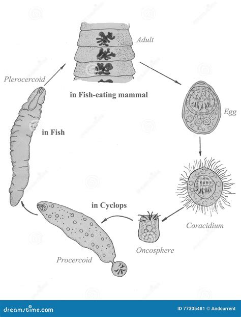 Tapeworm Life Cycle Diagram