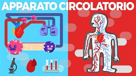 Apparato Circolatorio La Circolazione Il Sistema Circolatorio Nel