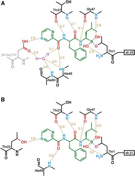 Crystal Structure Of The Boronic Acid Based Proteasome Inhibitor