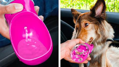 Gadget Anjing Keren Kerajinan Cantik Untuk Kucing Kiat Genius Yang