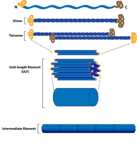 Intermediate Filaments Biochemistry Medbullets Step