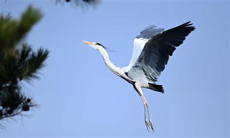 Herons Seen In Lyuliang City N China Global Times