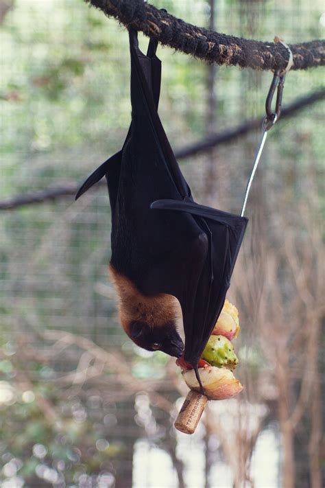 Bat Animal Photos, Download The BEST Free Bat Animal Stock Photos & HD ...