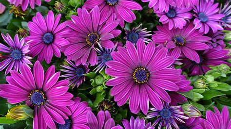 African Daisy Flowers Garden - Free photo on Pixabay