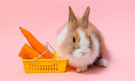 What Fruits And Vegetables Can Rabbits Eat Bechewy