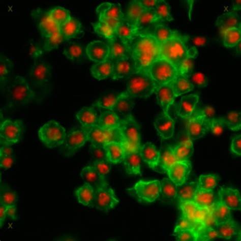 Drosophila Melanogaster Actin Filament Cil Doccheck