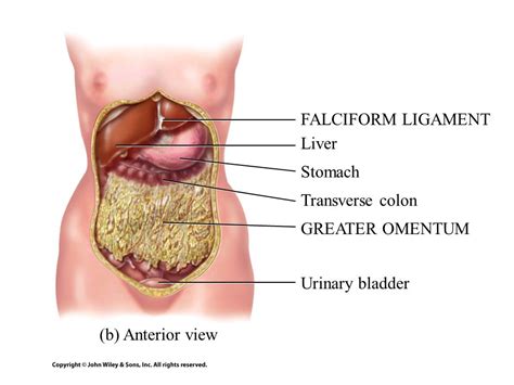 Principles Of Anatomy And Physiology Ppt Video Online Download