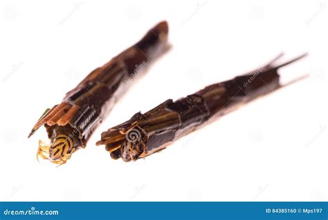 Caddisfly Larvae in Protective Cases Made of Plant Pieces Stock Photo ...