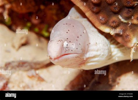 Geometric Moray Eel Gymnothorax Griseus Underwater Red Sea Egypt