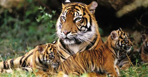 SUMATRAN TIGER Panthera Tigris Sumatrae WITH CUB LAYING DOWN ON GRASS