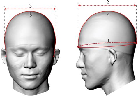 Five dimensions of the head. | Download Scientific Diagram