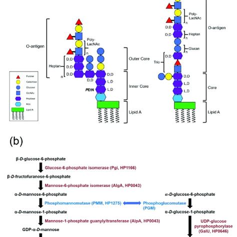 Diagrams Of The LPS Structure And Fucose Biosynthetic Pathway In H